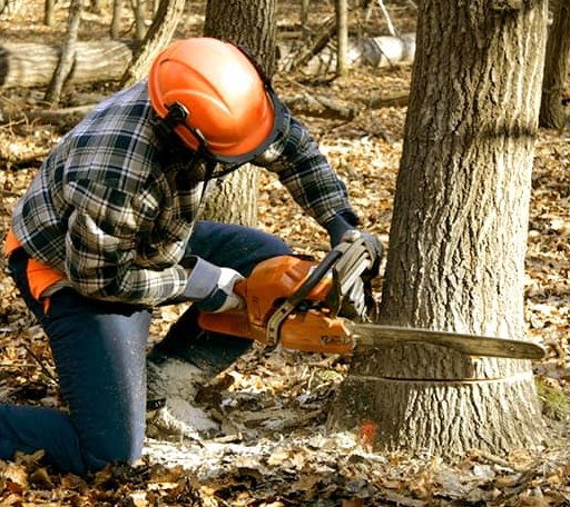 Tree Removal in West Stockholm, NY
